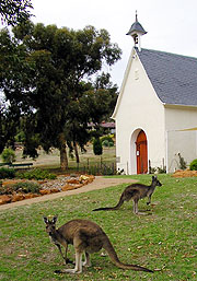 Känguruhs am Heiligtum – willkommen in Australien