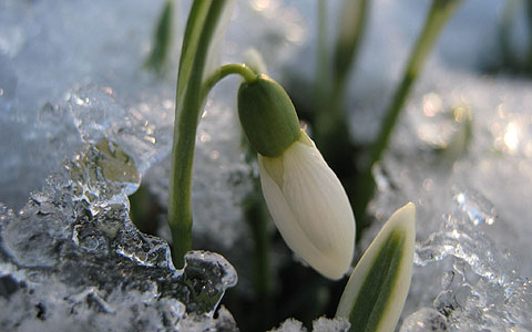 Etwas bewegt sich in Schönstatt … Schneeglöckchen am Urheiligtum, 18. Februar