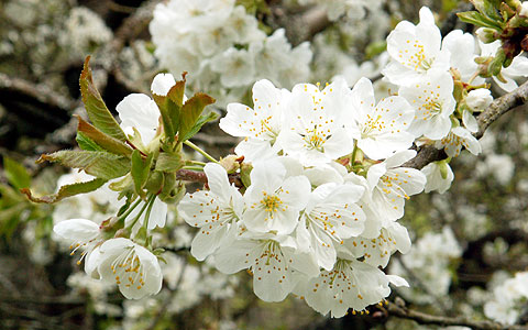 Mai, Blütenmonat – Kirschblüte in Schönstatt